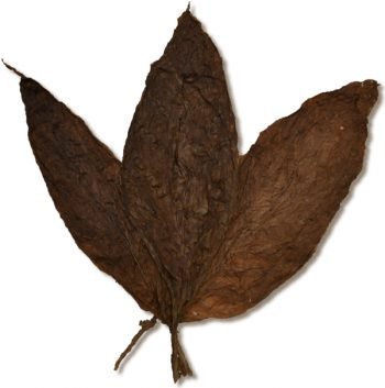 Maduro leaf