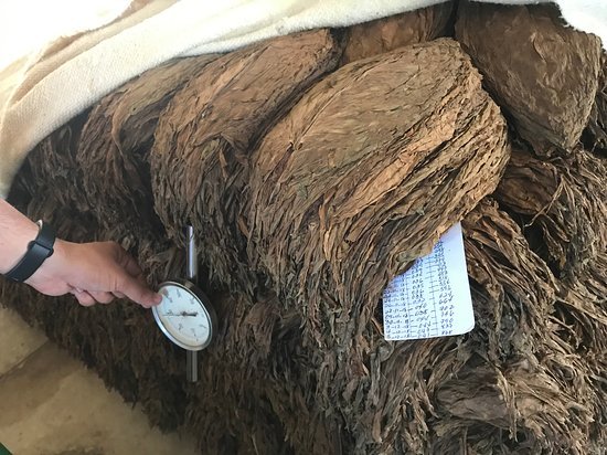 tobacco fermentation